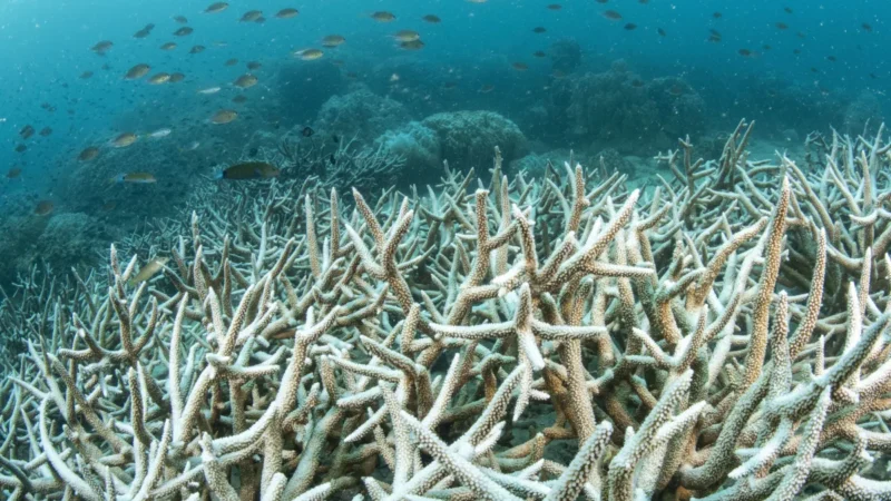 Planeta atinge 1º ponto crítico climático catastrófico e irreversível