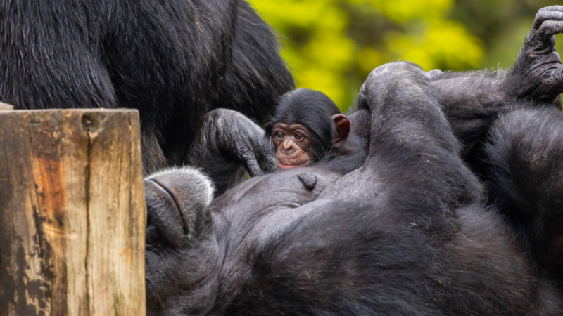 Público pode escolher o nome do novo chimpanzé do Zoo de SP; saiba como