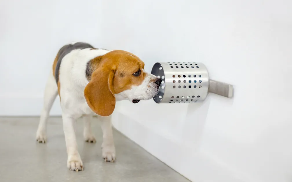 Cachorros treinados conseguem farejar câncer antes de a doença aparecer; pesquisa