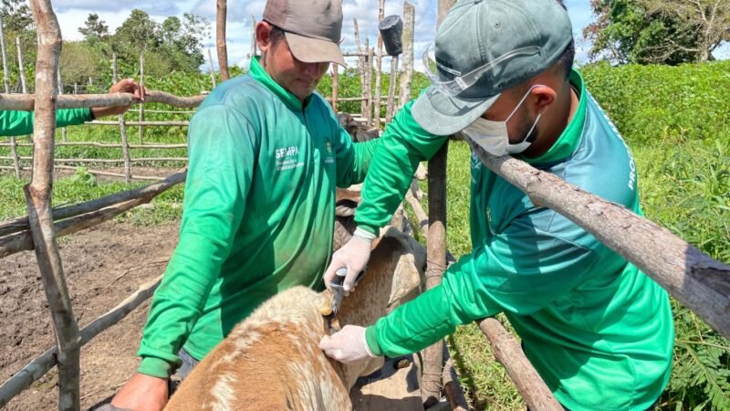 Prefeitura de Barreirinha inicia programa inédito para proteger rebanho e fortalecer pequenos pecuaristas